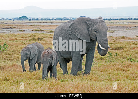 L'Eléphant d'Afrique femelle près de deux bébés partie de groupe familial Parc national Amboseli Kenya Afrique de l'Est Banque D'Images