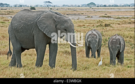 L'Eléphant d'Afrique femelle près de deux bébés partie de groupe familial Parc national Amboseli Kenya Afrique de l'Est Banque D'Images