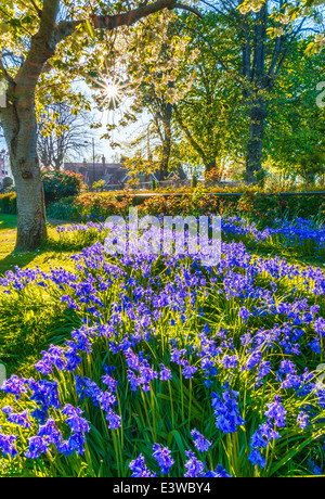 Dans les jardins de printemps bluebells Litten, Chichester, West Sussex Banque D'Images