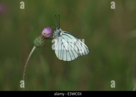 Blanc veiné noir (Aporia crataegi) Banque D'Images