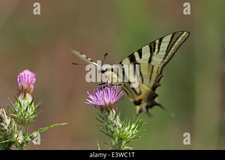 Swallowtail Iphiclides podalirius (rare) Banque D'Images