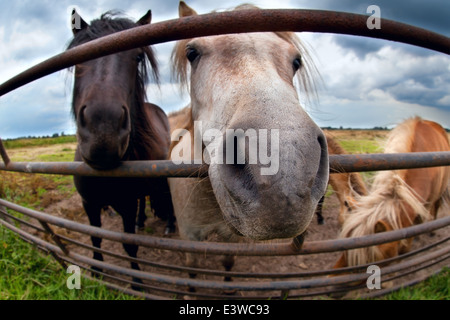 Funny pony clôture derrière close up via l'objectif œil de poisson Banque D'Images