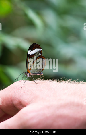 Aile de papillon en verre repose sur une main humaine au Zoo de Londres Banque D'Images