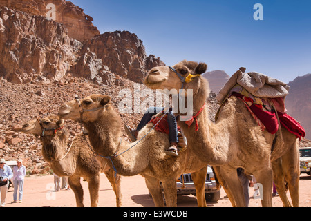 La Jordanie, Wadi Rum, chameaux en attente de touristes donnent à l'eau douce en ressort dans désert jordanien Banque D'Images