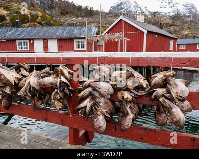 Stockfish (morue) chefs sont suspendus jusqu'à sec dans les îles Lofoten sur Nusfjord en Norvège. Banque D'Images