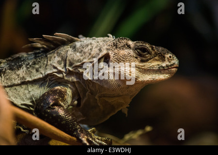 Iguana reposant sur une branche au Zoo de Londres Banque D'Images