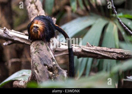 Tête de singe Tamarin Doré assis sur une branche au zoo de Londres Banque D'Images