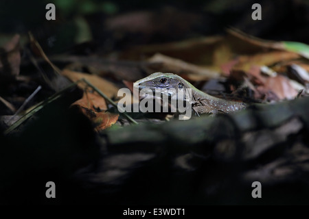 Ameiva ameiva géant espèces (atrigularis) Banque D'Images