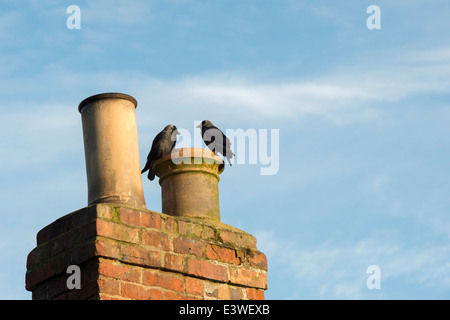 Corvus monedula. Deux choucas sur un pot de cheminée. UK Banque D'Images