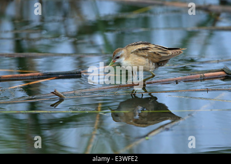 Little Crake (Porzana parva) Banque D'Images