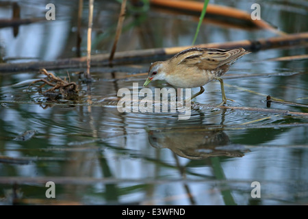 Little Crake (Porzana parva) Banque D'Images