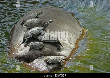 (Mauremys rivulata Terrapin des Balkans) Banque D'Images