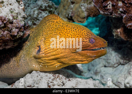 Murène Gymnothorax javanicus (géant) dans un récif de corail, Bora Bora, Iles sous le Vent, îles de la société, Polynésie française, France Banque D'Images