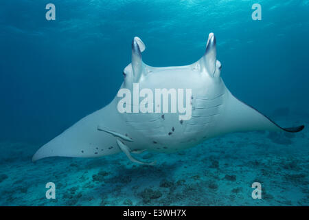 Manta Reef (Manta alfredi) et vivre (Sharksuckers Echeneis naucrates), Bora Bora, Iles sous le Vent, îles de la société Banque D'Images