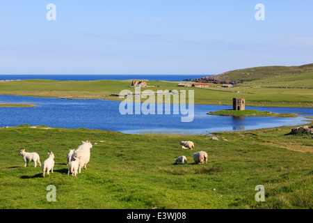 Le pâturage des moutons par Loch Scolpaig avec tour géorgienne folie sur îlot en été. North Uist Western Isles Hébrides extérieures en Écosse Royaume-Uni Grande-Bretagne Banque D'Images