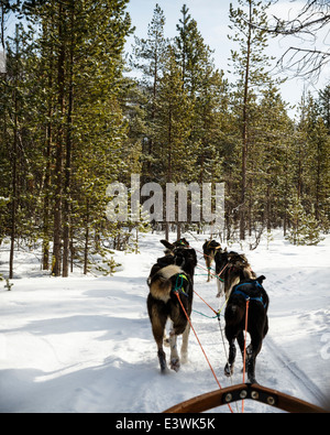 Traîneau tiré par des huskies d'Alaska Banque D'Images