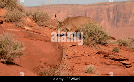 Mountain lion stalking Banque D'Images