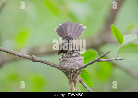 Pied fantail la nidification des oiseaux avec les poussins, repos, alimentation. Banque D'Images