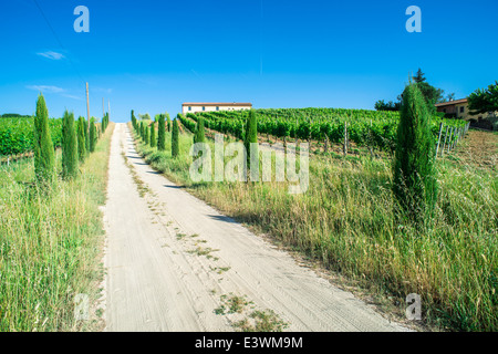 Vignobles et route de campagne en Toscane, Italie. Banque D'Images