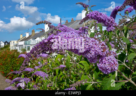 Syringa vulgaris lilas commun lilas ou fleur sur bush en jardin Banque D'Images