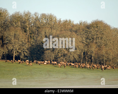 Un troupeau de wapitis de Roosevelt paissant sur Pigeon Butte dans la vallée de la Willamette. Cette région fournit un habitat essentiel à la population de wapitis, et des efforts sont en cours pour protéger et gérer la faune sauvage ici pour les générations futures. Banque D'Images