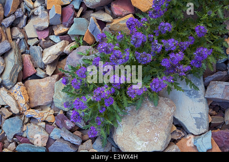 USA, Montana, le parc national des Glaciers, Phacelia soyeux Banque D'Images
