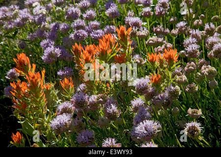 USA, Utah, Uinta-Wasatch-Cache National Forest, peu de Cottonwood Canyon, bassin d'Albion, Pinceau, Mountain Monardella Banque D'Images