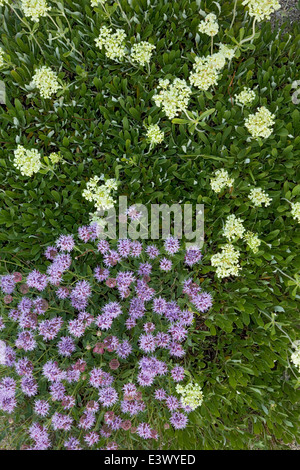 USA, Utah, Uinta-Wasatch-Cache National Forest, peu de Cottonwood Canyon, bassin d'Albion, meadow fleurs sauvages Banque D'Images