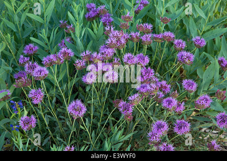 USA, Utah, Uinta-Wasatch-Cache National Forest, peu de Cottonwood Canyon, Albion Bassin, fleurs sauvages, prairie Mountain Monardella Banque D'Images