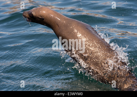 Marsouinage de Californie (Zalophus californianus), Monterey, Californie, l'Océan Pacifique Banque D'Images