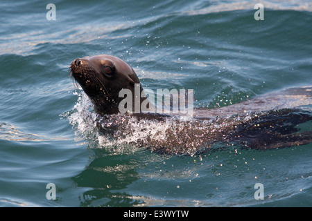 Marsouinage de Californie (Zalophus californianus), Monterey, Californie, l'Océan Pacifique Banque D'Images