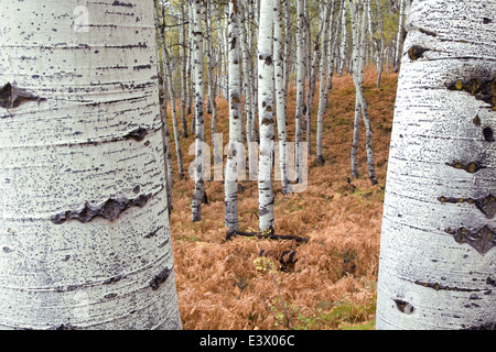 USA, Utah, Uinta-Wasatch-Cache National Forest, Alpine Loop Scenic Byway, Aspen Banque D'Images