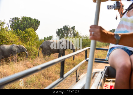 Les touristes en jeep du tournage d'un troupeau d'éléphants traversant la route en terre dans le parc national Queen Elizabeth, Wild, Ouganda, Afrique du Sud Banque D'Images