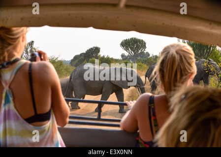 Les touristes en jeep du tournage d'un troupeau d'éléphants traversant la route en terre dans le parc national Queen Elizabeth, Wild, Ouganda, Afrique du Sud Banque D'Images