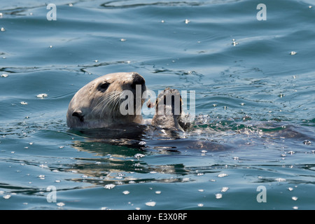 Californie Loutre de mer (Enhydra lutris), la consommation de mollusques hors de son ventre, Monterey, Californie, l'Océan Pacifique Banque D'Images