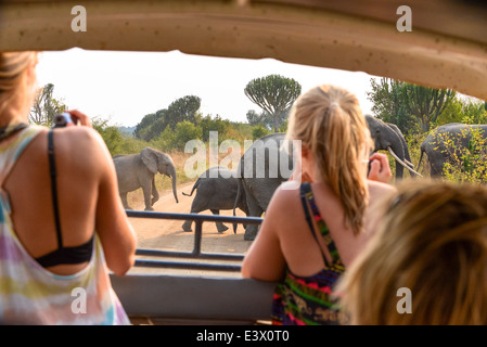 Les touristes en jeep du tournage d'un troupeau d'éléphants traversant la route en terre dans le parc national Queen Elizabeth, Wild, Ouganda, Afrique du Sud Banque D'Images