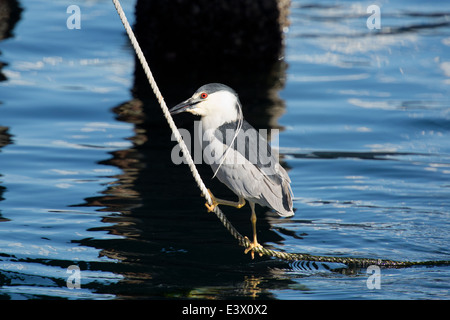 Bihoreau gris Nycticorax nycticorax, Monterey, Californie, l'océan Pacifique. Banque D'Images