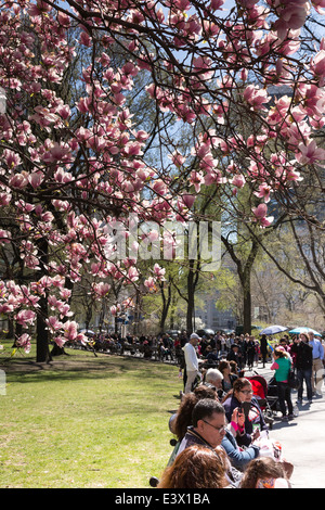 Les personnes bénéficiant de la cerise fleurit sur des bancs de parc, Central Park, NYC, USA Banque D'Images