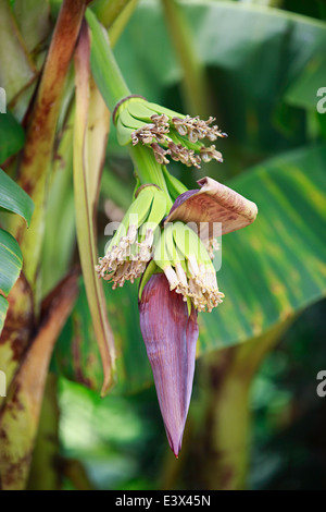 Fleur de bananier Banque D'Images