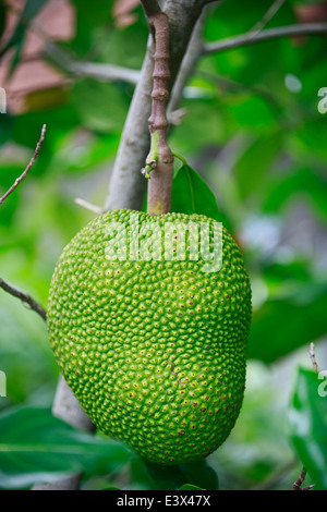 Jack Fruit Banque D'Images