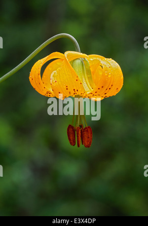 USA, Washington, North Cascades National Park, Tiger Lily Banque D'Images