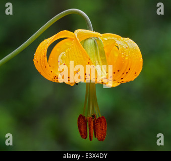 USA, Washington, North Cascades National Park, Tiger Lily Banque D'Images