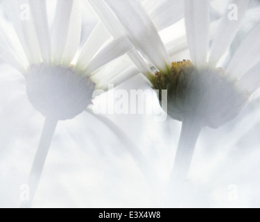 USA, Washington, Gifford Pinchot National Forest, Oxeye Daisy Banque D'Images