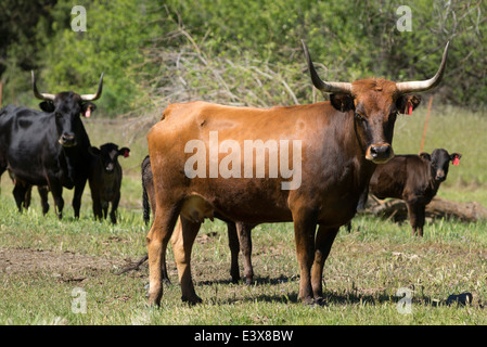 Corriente bétail dans une ferme de l'Oregon's Wallowa Valley. Banque D'Images