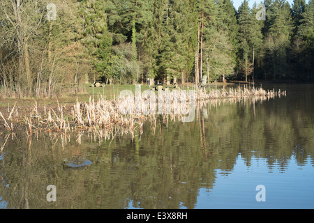 Mallard Pike Lake dans la forêt de Dean Banque D'Images