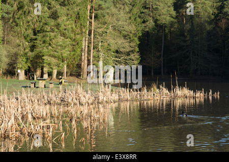 Mallard Pike Lake dans la forêt de Dean Banque D'Images