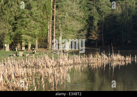 Mallard Pike Lake dans la forêt de Dean Banque D'Images