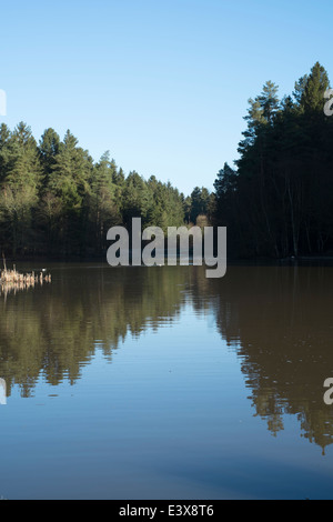 Mallard Pike Lake dans la forêt de Dean Banque D'Images