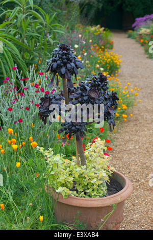 Chambre poireau en pot sur le gravier Chemin de jardin et plantes Norfolk Juin frontières Banque D'Images
