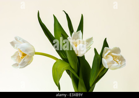 Tulipes blanches. Vue rapprochée d'un groupe de trois tulipes blanches. Contraste de blanc, rose, jaune et vert Banque D'Images